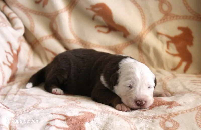 Breezy – Australian Shepherd puppy for sale in Acton, CA