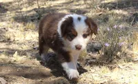 Gunner, a male Australian Shepherd for sale in Acton, CA – 3 of 5