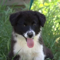 Mochi, a male Australian Shepherd for sale in Acton, CA – Photo 2 of 3
