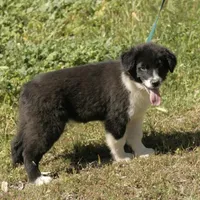 Mochi, a male Australian Shepherd for sale in Acton, CA – Photo 3 of 3