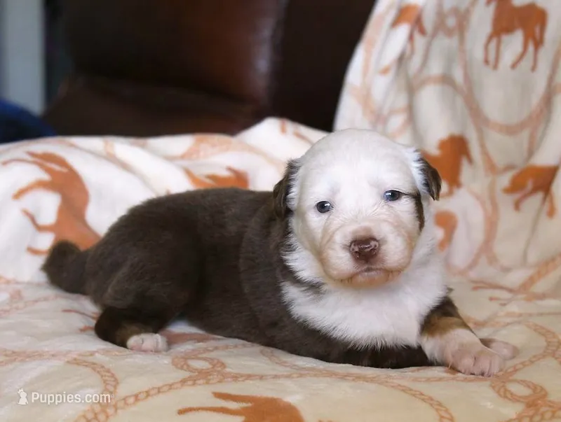 Breezy – Australian Shepherd puppy for sale in Acton, CA