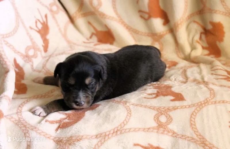 Indiana  – Australian Shepherd puppy for sale in Acton, CA