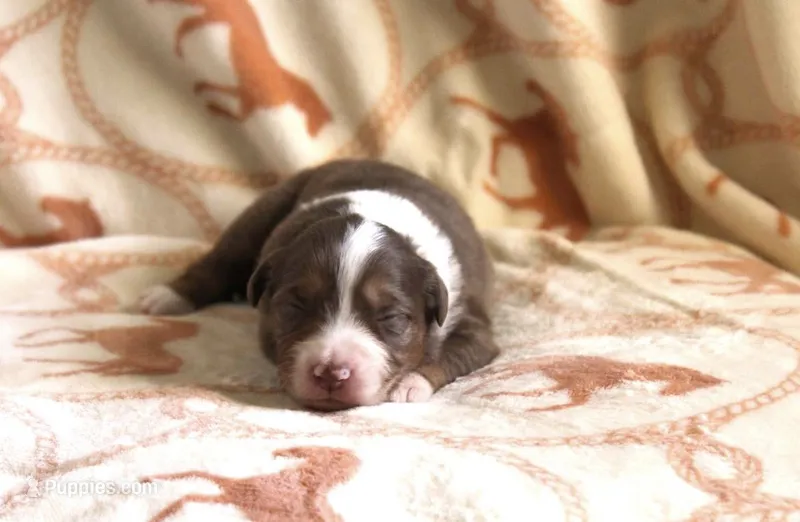 Ella  – Australian Shepherd puppy for sale in Acton, CA
