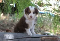 Gunner, a male Australian Shepherd for sale in Acton, CA – 5 of 5