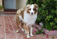 Duke, a male Australian Shepherd for sale in Acton, CA – Photo 2 of 4