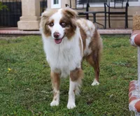 Duke, a male Australian Shepherd for sale in Acton, CA – Photo 4 of 4