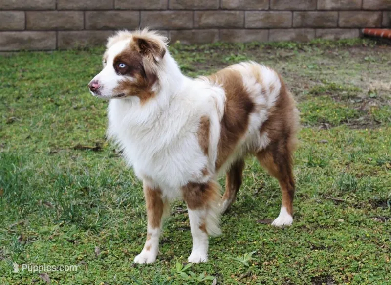Duke – Australian Shepherd puppy for sale in Acton, CA