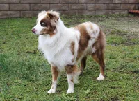 Duke, a male Australian Shepherd for sale in Acton, CA – Photo 1 of 4