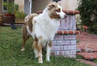 Duke, a male Australian Shepherd for sale in Acton, CA – Photo 3 of 4