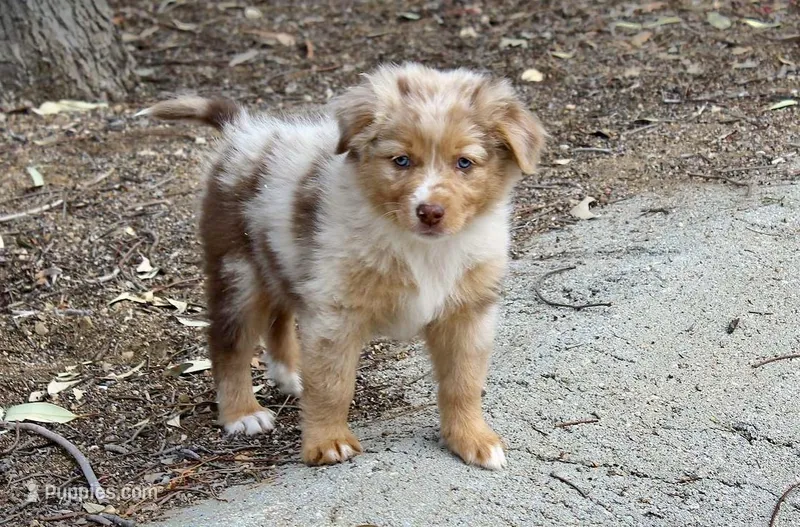Amarillo – Australian Shepherd puppy for sale in Acton, CA