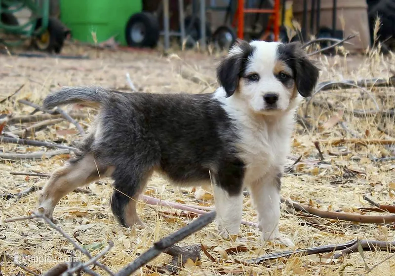 Franny – Australian Shepherd puppy for sale in Acton, CA
