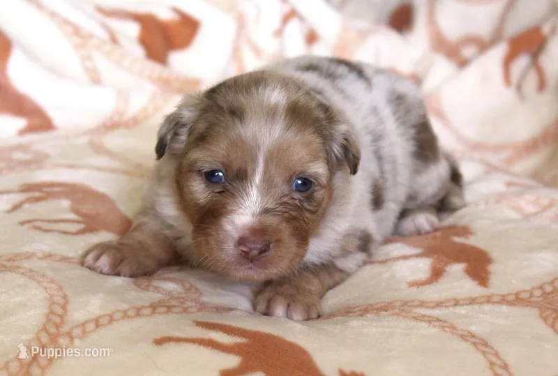 Amarillo  – Australian Shepherd puppy for sale in Acton, CA