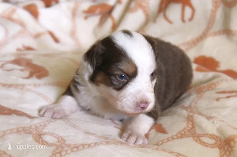 Gunner – Australian Shepherd puppy for sale in Acton, CA