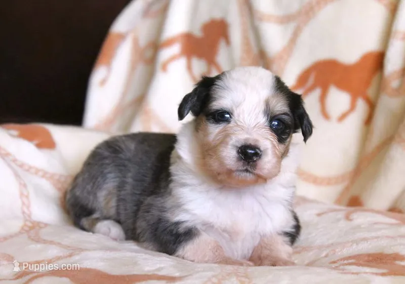 Franny – Australian Shepherd puppy for sale in Acton, CA