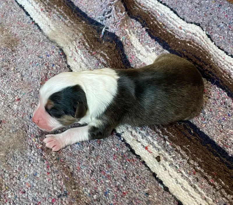 Franny – Australian Shepherd puppy for sale in Acton, CA