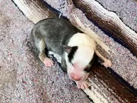 Franny, a female Australian Shepherd for sale in Acton, CA – 2 of 2