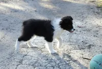 Pigeon akc, a female Australian Shepherd for sale in Acton, CA – Photo 4 of 5