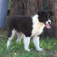Pigeon, a female Australian Shepherd for sale in Acton, CA – Photo 3 of 3