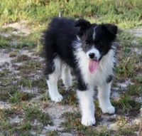 Pigeon akc, a female Australian Shepherd for sale in Acton, CA – Photo 3 of 5