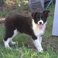 Pigeon, a female Australian Shepherd for sale in Acton, CA – Photo 1 of 3