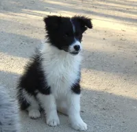 Pigeon akc, a female Australian Shepherd for sale in Acton, CA – Photo 1 of 5