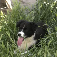 Pigeon, a female Australian Shepherd for sale in Acton, CA – Photo 2 of 3