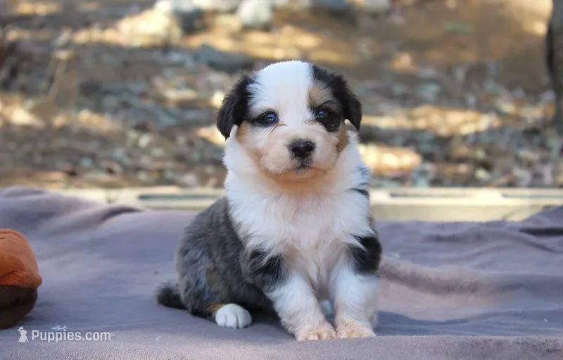 Franny – Australian Shepherd puppy for sale in Acton, CA