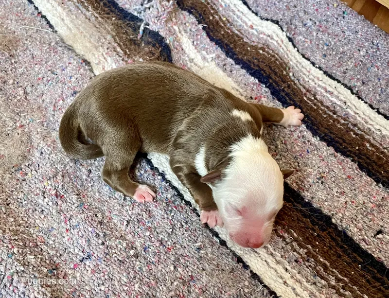 Breezy – Australian Shepherd puppy for sale in Acton, CA
