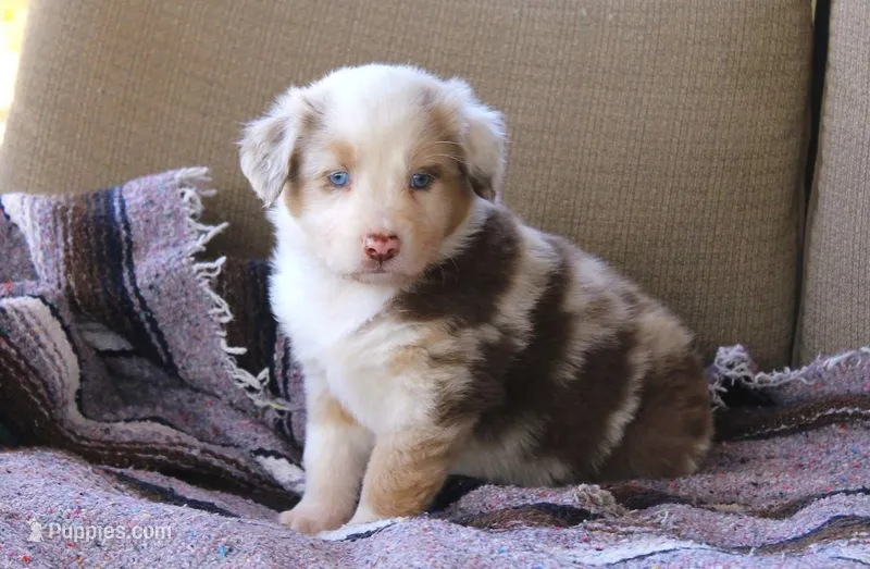 Chesney – Australian Shepherd puppy for sale in Acton, CA