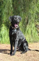 Cash, a male Labrador Retriever for sale in Acton, CA – 3 of 3