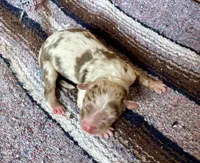 Amarillo , a female Australian Shepherd for sale in Acton, CA – 2 of 2