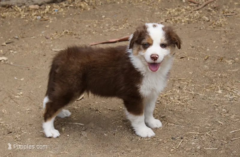 Gunner – Australian Shepherd puppy for sale in Acton, CA