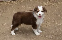 Gunner, a male Australian Shepherd for sale in Acton, CA – 1 of 2
