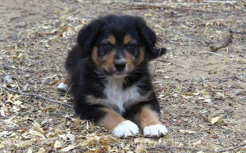 Indiana – Australian Shepherd puppy for sale in Acton, CA