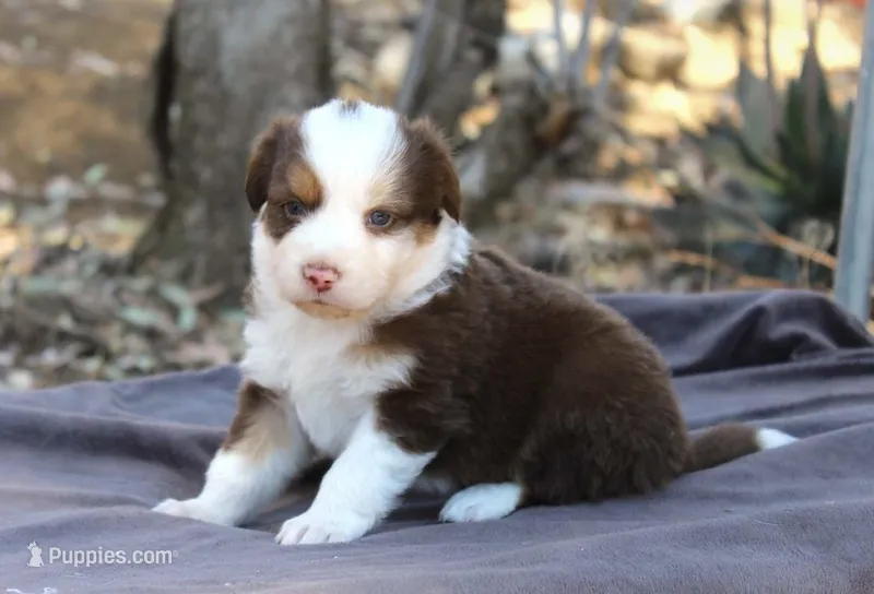 Gunner – Australian Shepherd puppy for sale in Acton, CA