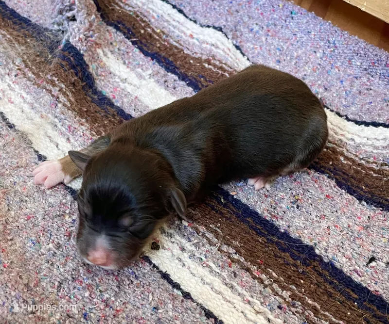 Indiana  – Australian Shepherd puppy for sale in Acton, CA