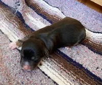 Indiana , a male Australian Shepherd for sale in Acton, CA – 1 of 2