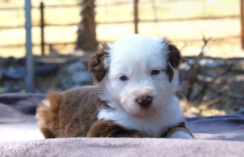 Breezy – Australian Shepherd puppy for sale in Acton, CA