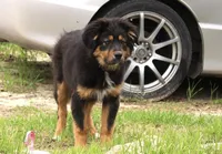 Nala, a female Australian Shepherd for sale in Acton, CA – Photo 4 of 5