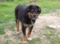 Nala, a female Australian Shepherd for sale in Acton, CA – Photo 2 of 5