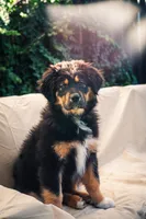 Nala, a female Australian Shepherd for sale in Acton, CA – Photo 5 of 5