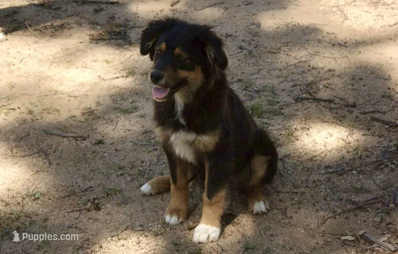 Nala – Australian Shepherd puppy for sale in Acton, CA