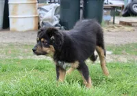 Nala, a female Australian Shepherd for sale in Acton, CA – Photo 3 of 5