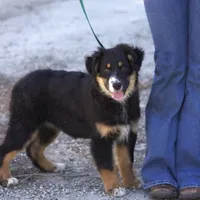 Molly, a female Australian Shepherd for sale in Acton, CA – Photo 1 of 3