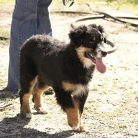 Molly, a female Australian Shepherd for sale in Acton, CA – Photo 3 of 3