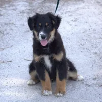 Molly, a female Australian Shepherd for sale in Acton, CA – Photo 2 of 3
