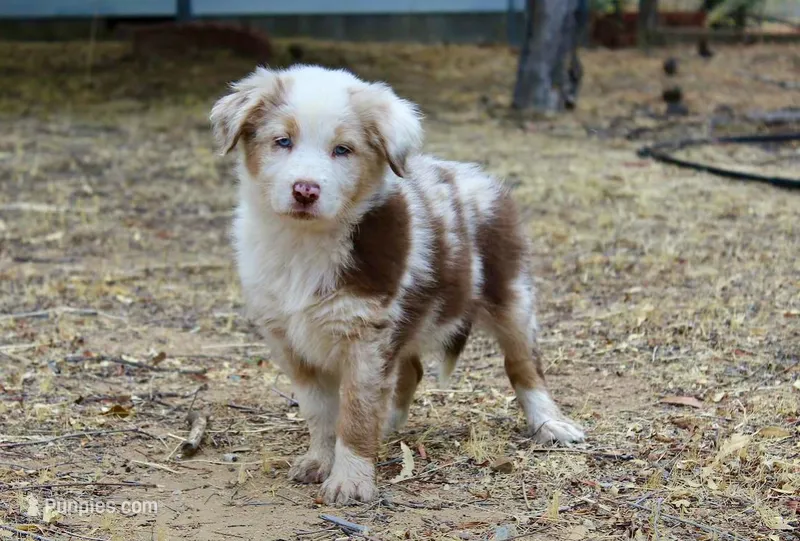Chesney – Australian Shepherd puppy for sale in Acton, CA