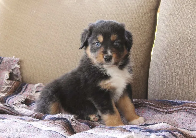 Indiana  – Australian Shepherd puppy for sale in Acton, CA