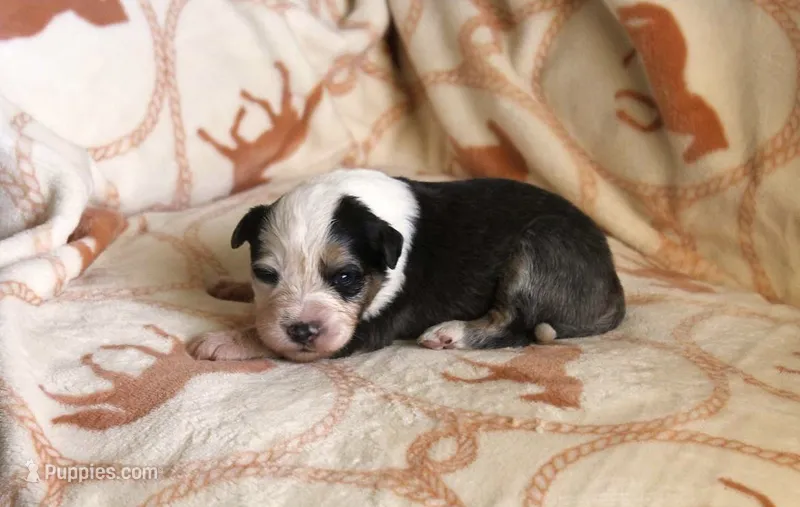 Franny – Australian Shepherd puppy for sale in Acton, CA