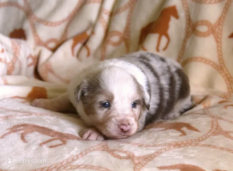 Chesney – Australian Shepherd puppy for sale in Acton, CA